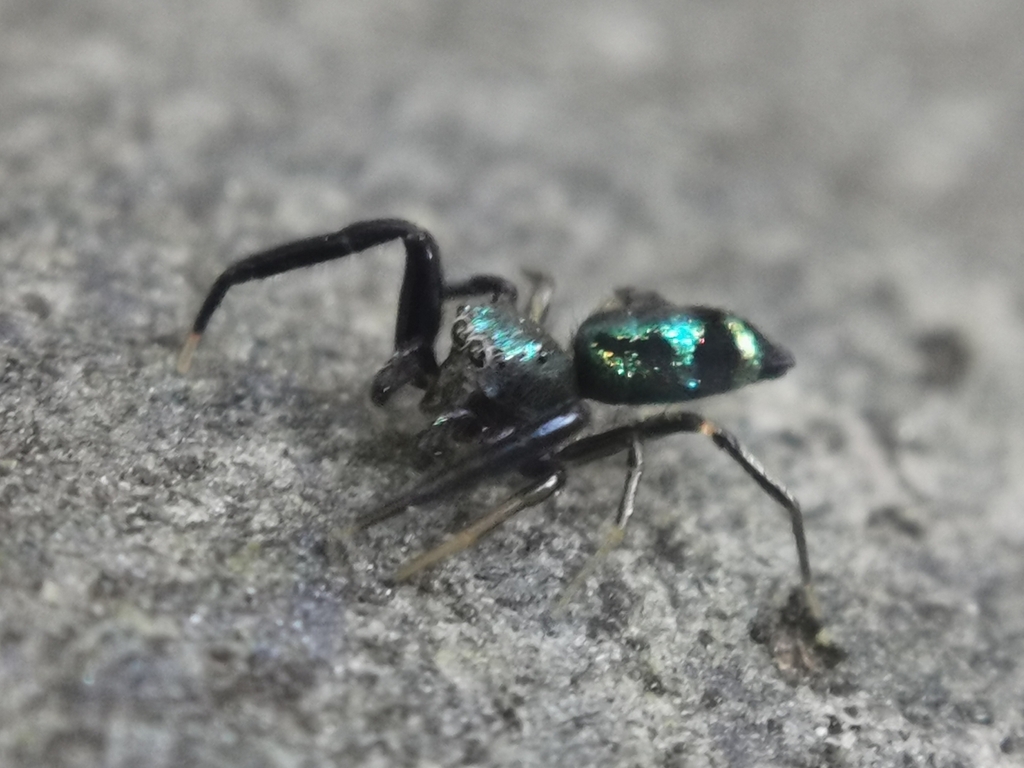 Heliophanoides
