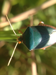 Edessa rufomarginata