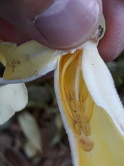 Amphilophium crucigerum