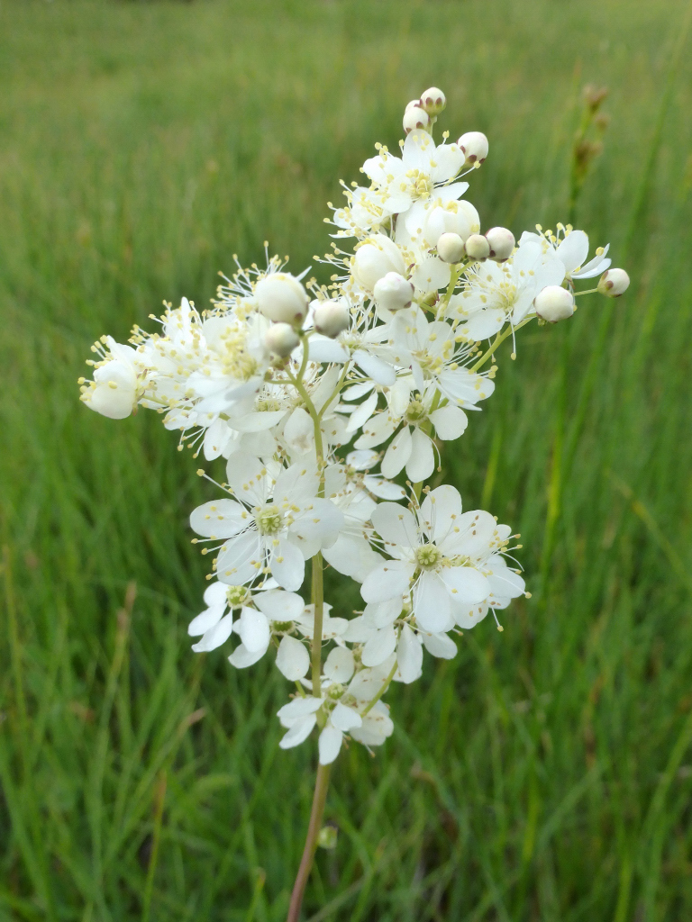 Filipendula vulgaris
