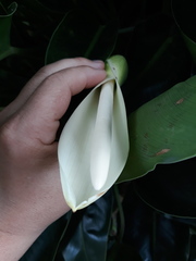 Philodendron renauxii