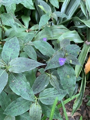 Tradescantia subaspera