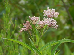Asclepias incarnata incarnata