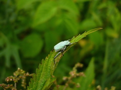 Hoplia parvula