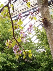 Paulownia