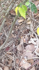 Stenocercus erythrogaster