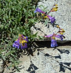 Penstemon azureus