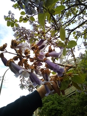 Paulownia