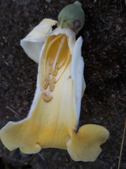 Amphilophium crucigerum