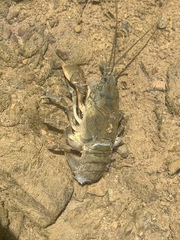 Cambarus carinirostris
