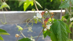 Chondrocera laticornis