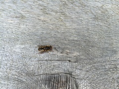Parhelophilus rex