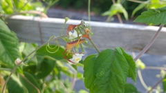 Chondrocera laticornis