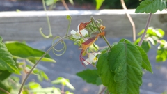 Chondrocera laticornis