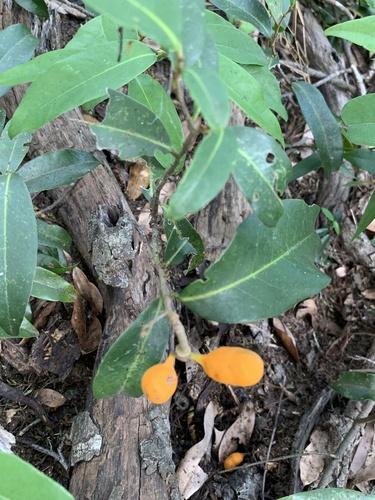 Small Cluster Pear (Uvaria afra)