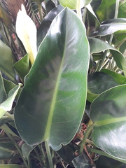 Philodendron renauxii
