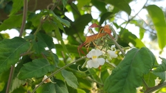 Chondrocera laticornis
