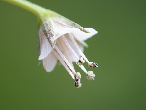 Lysimachia decurrens iNat (3)