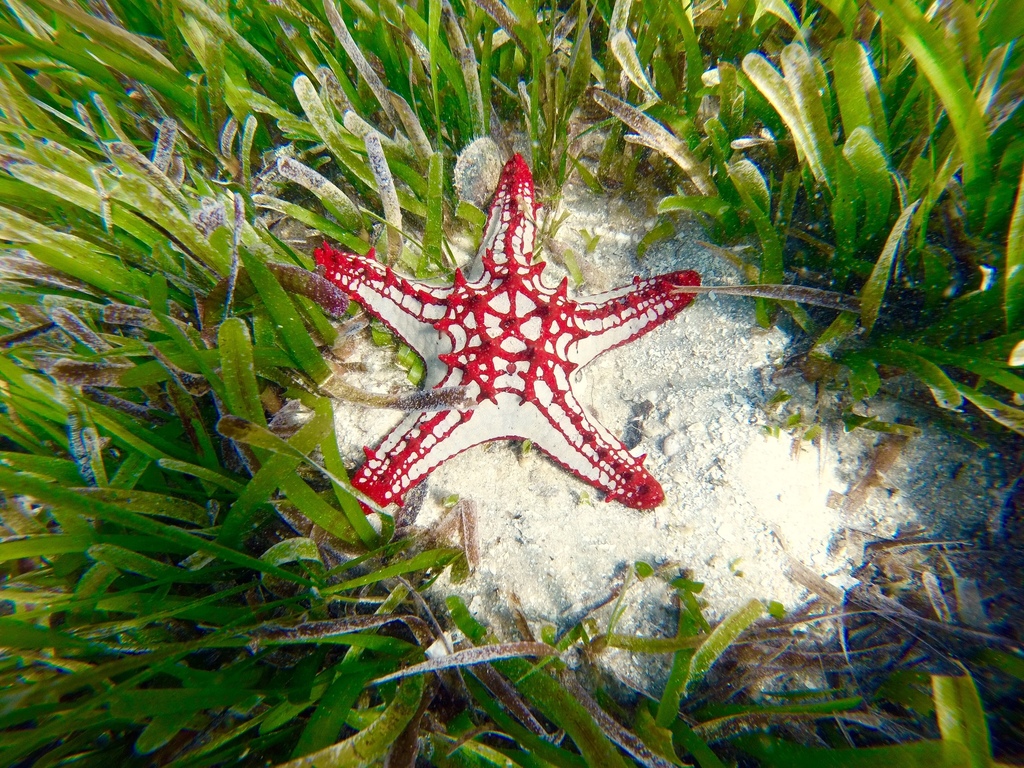 Spinetipped Star (Starfish of Southern Africa) · iNaturalist