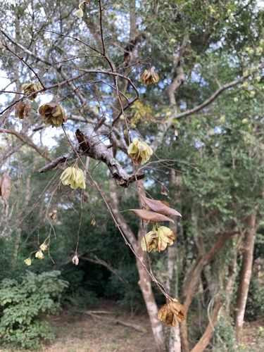 Myrtle bushwillow (Terminalia myrtifolia)
