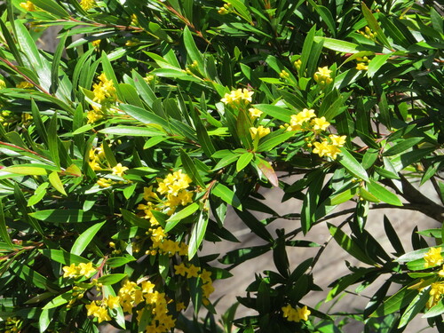 Image of Tristania neriifolia by (c) ian_mcallan, some rights reserved (CC BY)