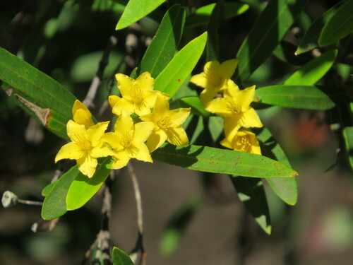 Image of Tristania neriifolia by (c) ian_mcallan, some rights reserved (CC BY)