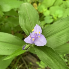 Tradescantia subaspera