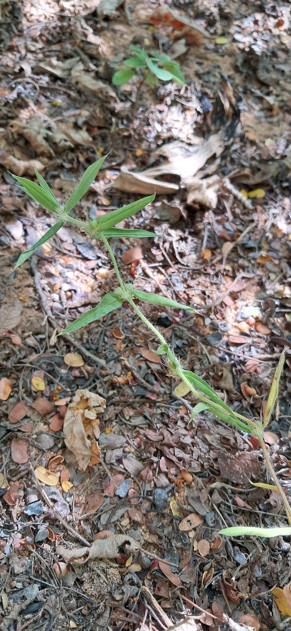 Hexasepalum teres