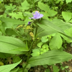Tradescantia subaspera