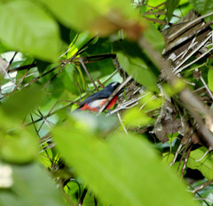 Granatellus pelzelni