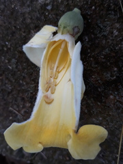 Amphilophium crucigerum