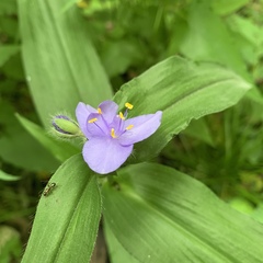 Tradescantia subaspera