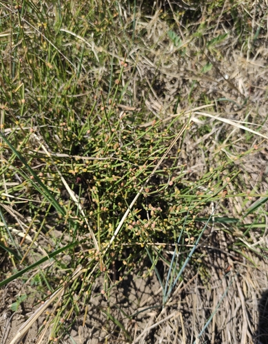Image of Ephedra monosperma by (c) Юлия, some rights reserved (CC BY)