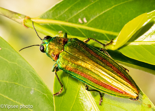Chrysochroa vittata