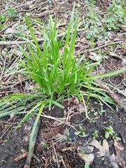 Carex muskingumensis