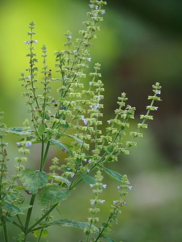 Image of Salvia plebeia by no rights reserved