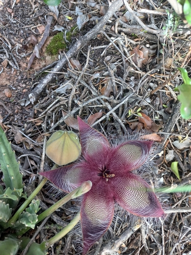 Foto de Flor-cadáver