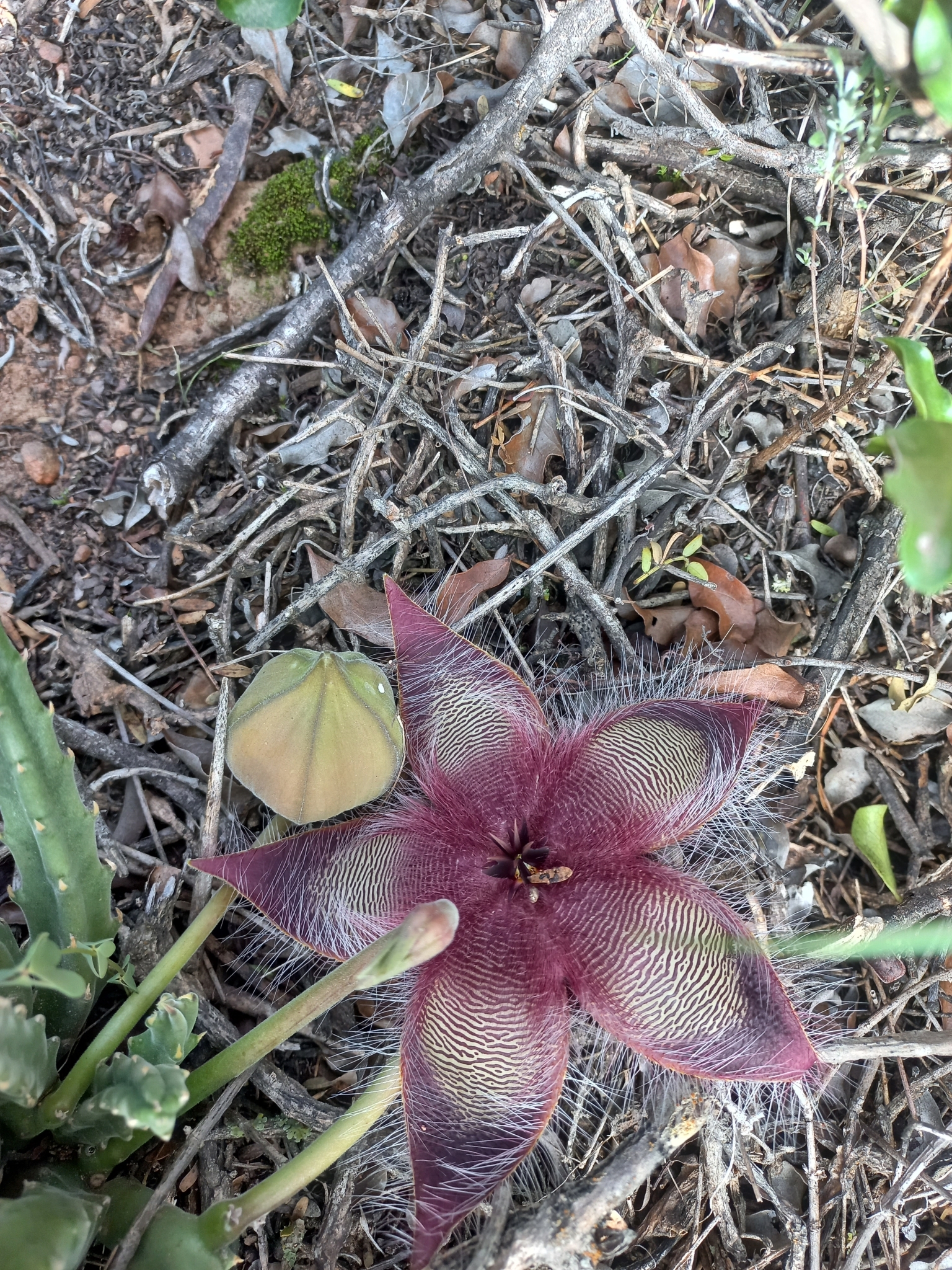 Imagem de Flor-cadáver