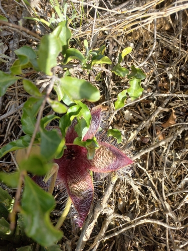 Foto de Flor-cadáver