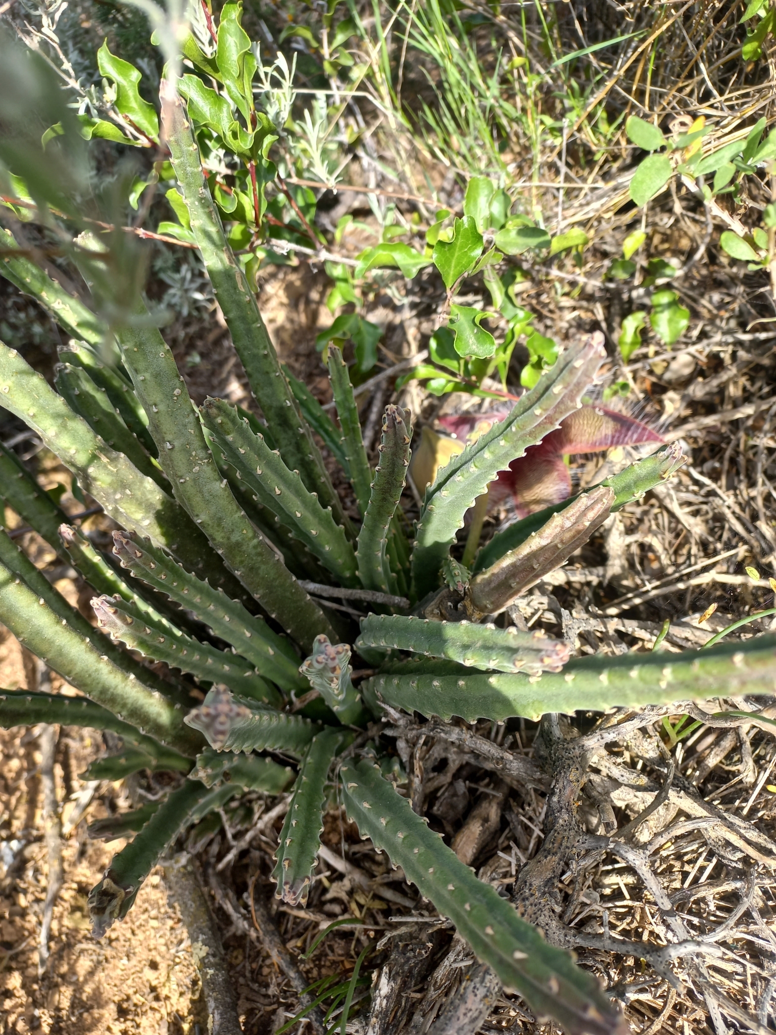 Imagem de Flor-cadáver