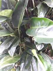 Philodendron renauxii