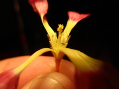 Oxalis eckloniana