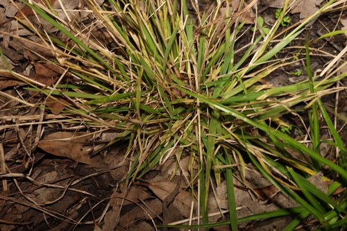 Image of Eriochloa procera by (c) Greg Tasney, some rights reserved (CC BY-SA)