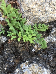 Oeosporangium