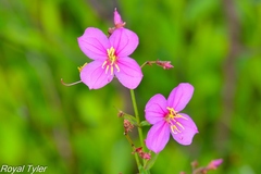 Rhexia alifanus