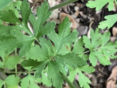 Polytaenia