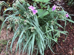 Tradescantia bracteata