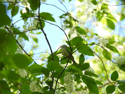 Greenish Warbler, Екатеринбург, Свердловская обл., Россия, 620144, photo 7 of 10