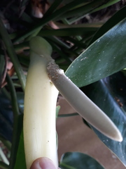 Philodendron renauxii