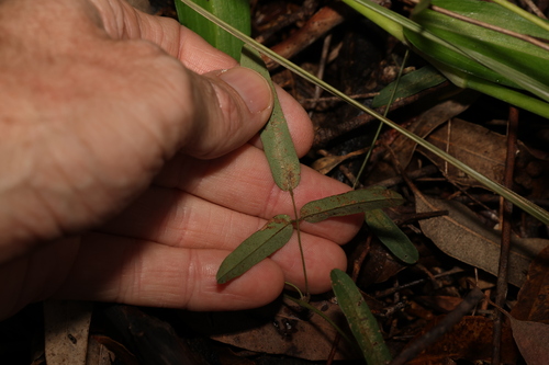 Image of Galactia tenuiflora by (c) Greg Tasney, some rights reserved (CC BY-SA)
